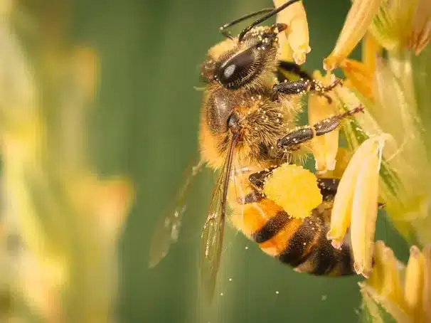 Etapa larval de la abeja melífera