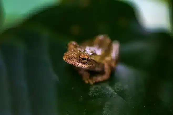 Etapa larval de la rana arborícola