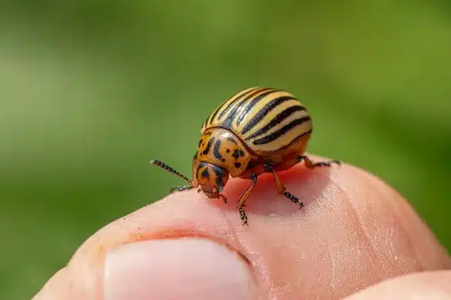 Etapa larval del escarabajo rinoceronte