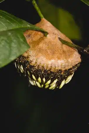 Etapa larval en insectos