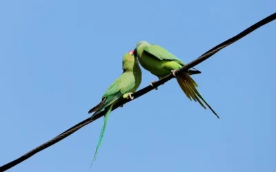 Mayor capacidad de recolección de luz para imágenes más nítidas y detalladas