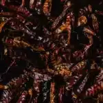 Apodo de los Red Hot Chili Peppers: Descubre el origen y significado