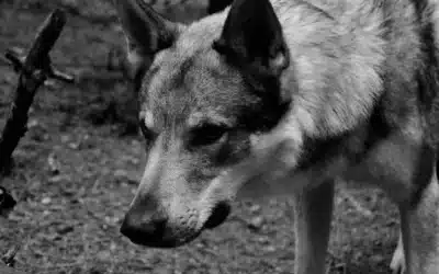 El apodo se convierte en leyenda