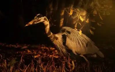 Ejemplos de interacciones de los fans en las redes sociales y eventos deportivos