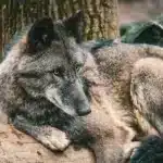 Sobrenombre Arconte Geo Morax: El Guardián de la Tierra te espera